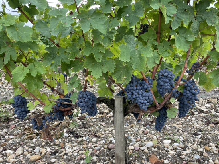 Racimo de uvas negras maduras en los viñedos del Château Papounan en Saint-Estèphe, suelos de grava del Médoc, Burdeos.