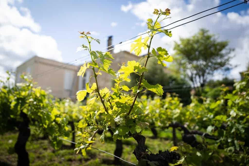 Jeunes pousses de vigne devant la façade en pierre du Château Papounan, Studio Les Vignes, chambre d’hôtes de charme à Saint-Estèphe, Médoc.