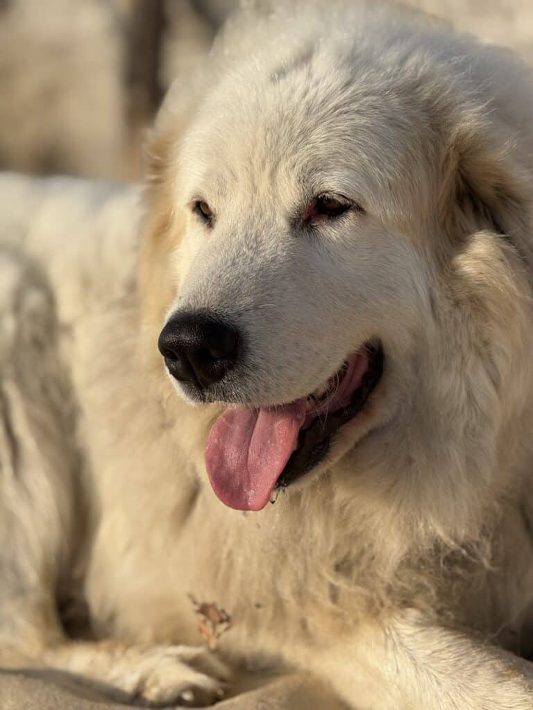 Akyra, perro de montaña de los Pirineos, fiel compañero del Château Papounan, una encantadora casa de huéspedes situada en el corazón de los viñedos de Saint-Estèphe, en el Médoc.