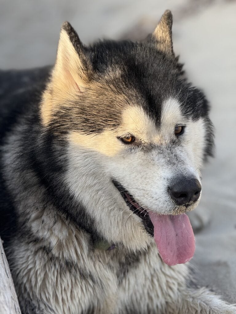 Amarok, un perro malamute de Alaska, es el compañero de los huéspedes del Château Papounan, un encantador bed and breakfast situado en Saint-Estèphe, en la región de Médoc.