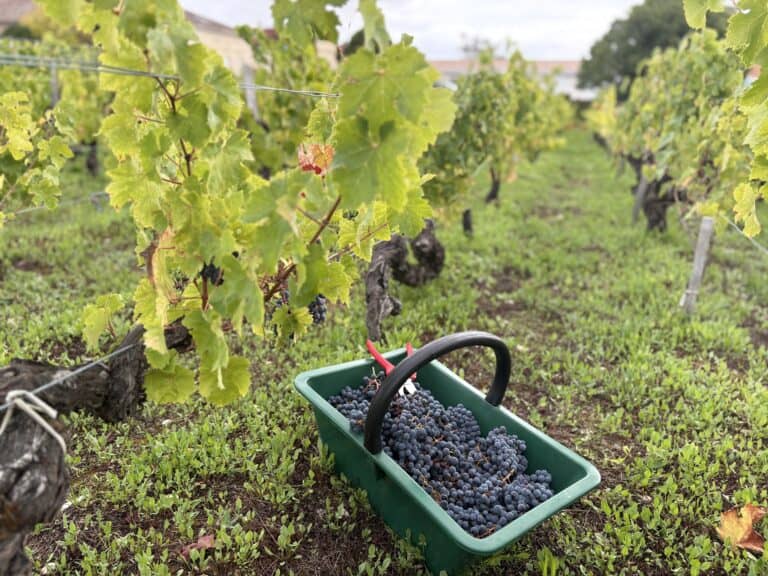 Panier vert rempli de raisins noirs avec sécateur rouge posé au milieu des vignes du Château Papounan