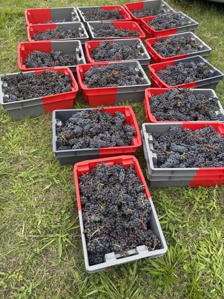 Vue aérienne de 17 caisses rouges et grises débordant de raisins noirs fraîchement récoltés