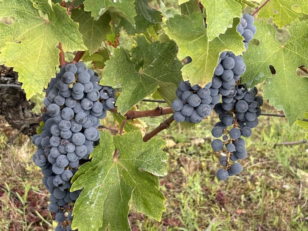 Grappes de raisins noirs mûrs sur la vigne avec feuillage vert au Château Papounan