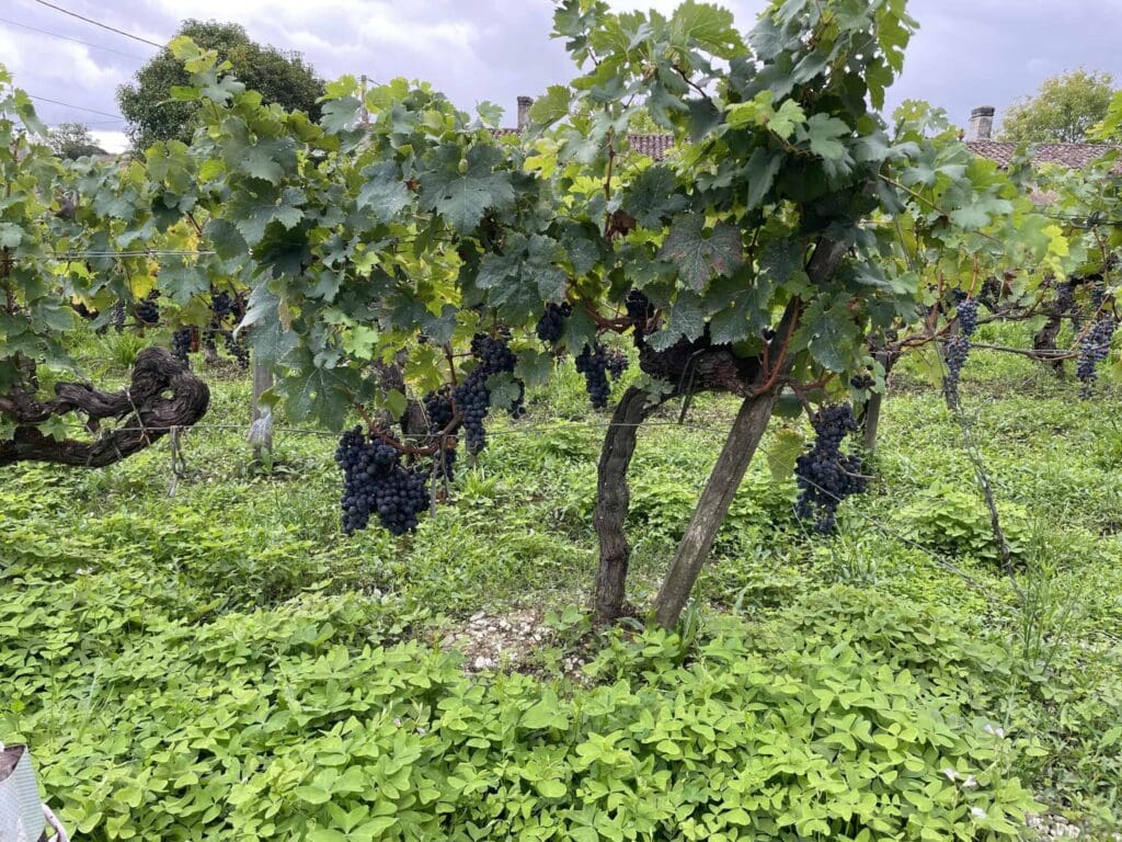 Vignes chargées de grappes de raisins noirs au Château Papounan à Saint-Estèphe, vendanges 2025