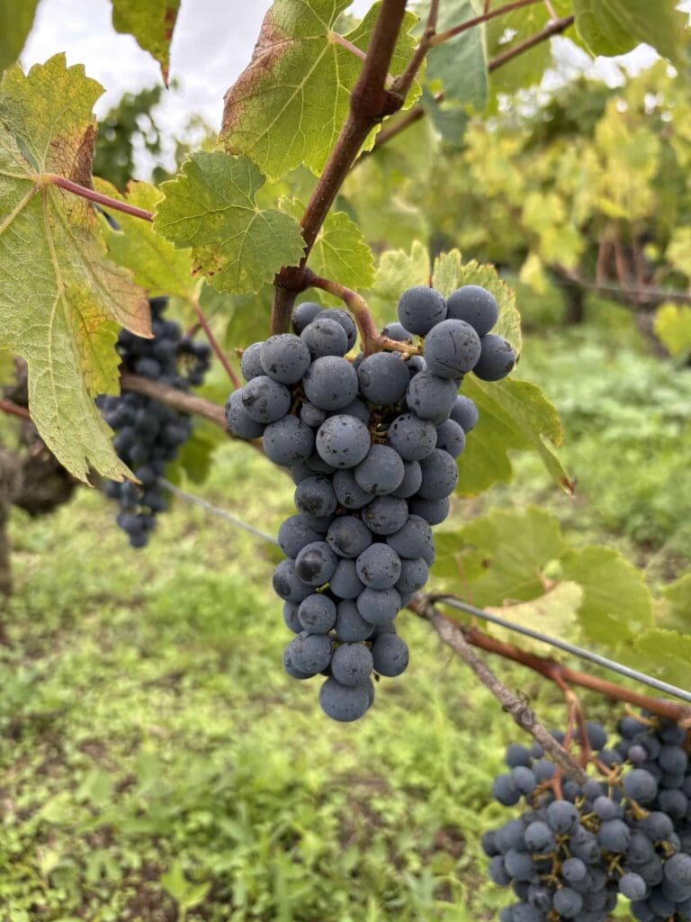 Gros plan d'une grappe de raisins noirs mûrs sur la vigne avec feuillage et vignoble en arrière-plan